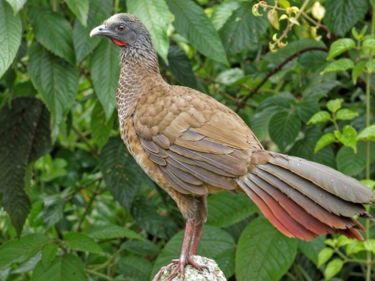 Significado Espiritual de la Guacharaca